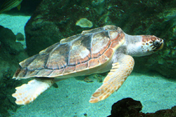 La tartaruga marina Caretta (Caretta caretta)
